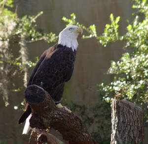 baldeagle.jpg